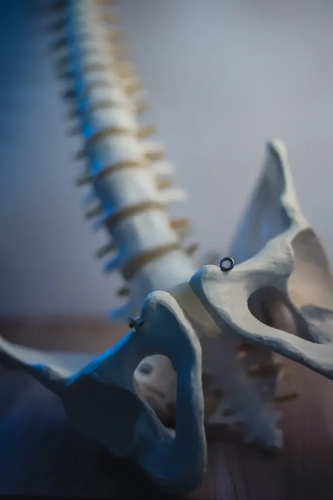 Missoula Chiropractors Spine model back